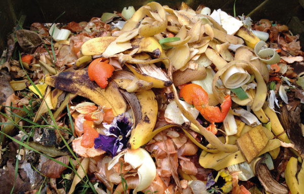 bio waste